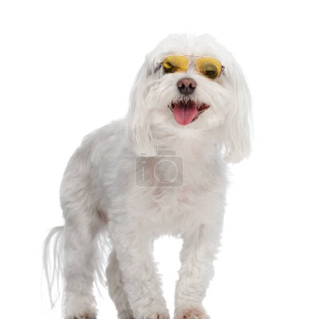 Téléchargez les photos : Mignon petit chien de bichon avec des lunettes de soleil collant la langue et haletant tout en se tenant devant fond blanc en studio - en image libre de droit