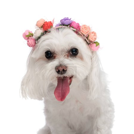 Photo for Sweet little bichon dog with flowers headband sticking out tongue and panting while sitting on white background in studio - Royalty Free Image