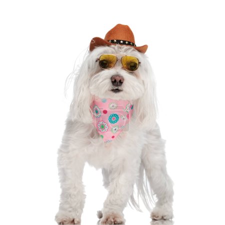 Téléchargez les photos : Mignon cowboy bichon chiot qith chapeau, lunettes de soleil et bandeau debout et regardant vers l'avant devant fond blanc - en image libre de droit