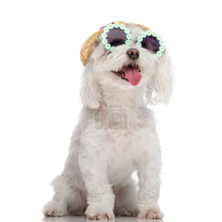 Photo for Adorable bichon puppy with sunglasses and hat sticking out tongue and panting while sitting on white background in studio - Royalty Free Image