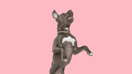 Téléchargez les photos : Photo d'adorable chien amstaff debout sur les pattes arrière et aboyant dans une séance photo sur le thème de l'animal - en image libre de droit