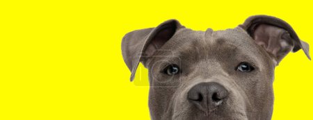 Téléchargez les photos : Photo de chien amstaff mignon regardant la caméra dans une séance photo sur le thème de l'animal - en image libre de droit