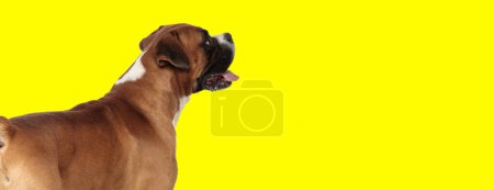 Téléchargez les photos : Photo de chien boxeur mignon regardant sur le côté et haletant dans une séance photo sur le thème de l'animal - en image libre de droit