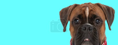 Téléchargez les photos : Photo de beau chien boxeur montrant ses dents dans une séance photo sur le thème de l'animal - en image libre de droit