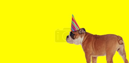 Foto de Foto de adorable perro bulldog inglés con sombrero de cumpleaños y mirando a un lado en una sesión de fotos temática animal - Imagen libre de derechos