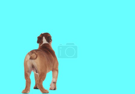 Foto de Foto de bulldog inglés dulce mostrando sus nalgas en la cámara en una sesión de fotos temática animal - Imagen libre de derechos