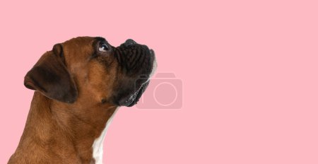 Photo for Picture of little boxer dog waiting in line in an animal themed photo shoot - Royalty Free Image