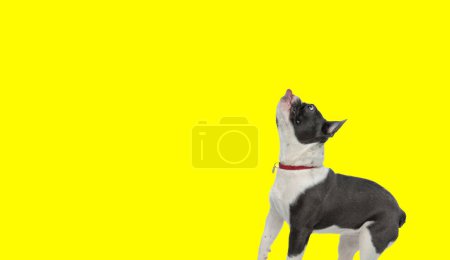 Foto de Imagen del adorable bulldog francés tratando de llegar a algo con su lengua en una sesión de fotos temática animal - Imagen libre de derechos