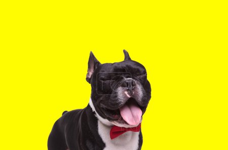 Téléchargez les photos : Photo de chien bouledogue français riant à haute voix dans une séance photo animalière - en image libre de droit