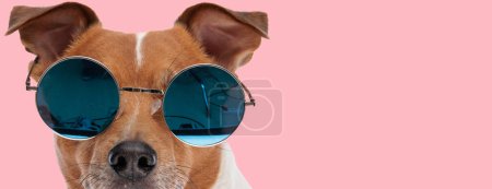 Téléchargez les photos : Photo de beau chien Jack Russell terrier portant des lunettes de soleil fraîches dans une séance photo sur le thème animal - en image libre de droit
