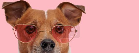 Téléchargez les photos : Photo de petit chien Jack Russell Terrier portant des lunettes de soleil en forme de coeur dans une séance photo animalière - en image libre de droit