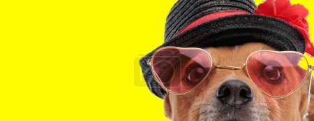 Photo for Picture of cute jack russell terrier dog wearing heart shaped sunglasses and hat in an animal themed photo shoot - Royalty Free Image