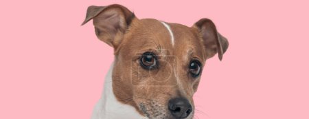 Téléchargez les photos : Photo de chien doux Jack Russell terrier se sentant timide dans une séance photo sur le thème animal - en image libre de droit