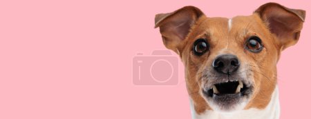 Foto de Foto de gato lindo russell terrier perro ladrando a la cámara en una sesión de fotos temática animal - Imagen libre de derechos