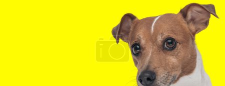 Foto de Imagen del adorable perro Jack Russell Terrier escondiendo su cara en una sesión de fotos temática animal - Imagen libre de derechos