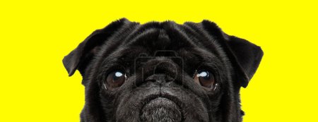 Foto de Foto de perro pug dulce haciendo ojos de cachorro en una sesión de fotos temática animal - Imagen libre de derechos