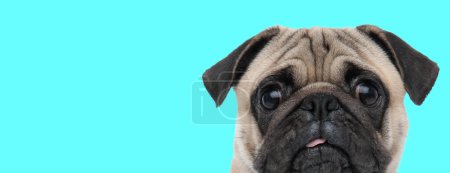 Photo for Picture of little pug dog looking at camera scared with tongue out in an animal themed photo shoot - Royalty Free Image