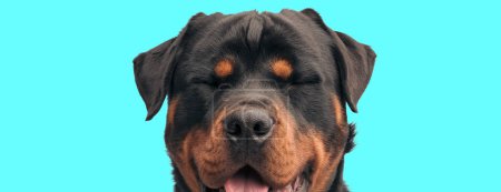 Téléchargez les photos : Photo de beau chien rottweiler qui sort la langue et se moque d'un animal sur le thème de la séance photo - en image libre de droit