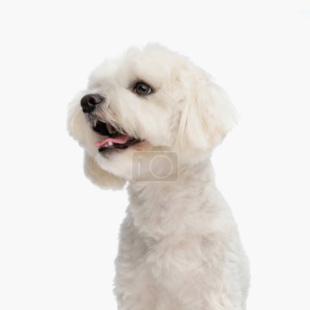 Photo for Adorable little bichon dog looking to side with tongue exposed and barking in front of white background in studio - Royalty Free Image