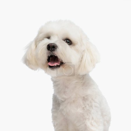 Foto de Dulce cachorro pequeño bichon con la lengua expuesta mirando hacia arriba y jadeando mientras se sienta delante de fondo blanco en el estudio - Imagen libre de derechos