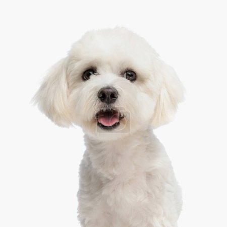 Photo for Portrait of cute little bichon puppy sticking out tongue and looking forward while sitting in front of white background in studio - Royalty Free Image