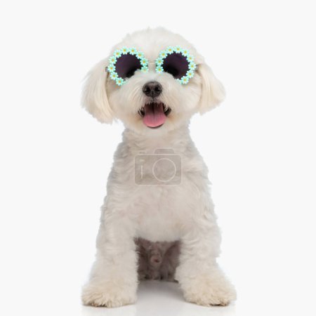 Foto de Cachorro de bichon feliz con gafas de sol de flores jadeando con la lengua hacia fuera mientras que se sienta delante del fondo blanco - Imagen libre de derechos