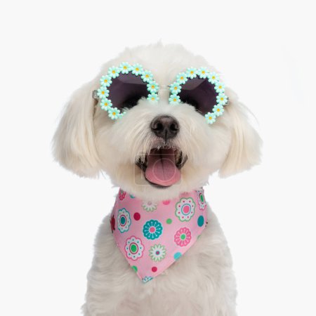 Téléchargez les photos : Chiot bichon doux avec bandana rose et lunettes de soleil collant la langue et haletant sur fond blanc - en image libre de droit