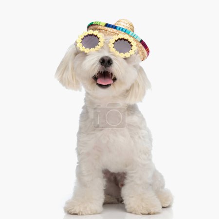 Téléchargez les photos : Curieux chien de bichon avec chapeau et lunettes levant les yeux et sortant la langue tout en étant assis devant fond blanc en studio - en image libre de droit