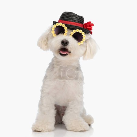 Téléchargez les photos : Doux chien bichoon avec chapeau et lunettes de soleil collant la langue et haletant tout en étant assis sur fond blanc - en image libre de droit