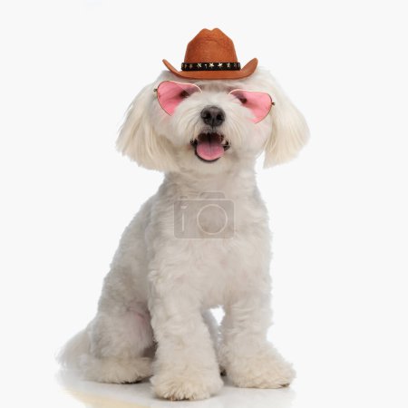 Photo for Adorable blichon dog with heart sunglasses and sheriff hat sticking out tongue and sitting in front of white background in studio - Royalty Free Image
