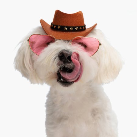 Foto de Retrato de lindo sheriff bichon perro con sombrero y gafas lamiendo la nariz y sentado en frente de fondo blanco en el estudio - Imagen libre de derechos