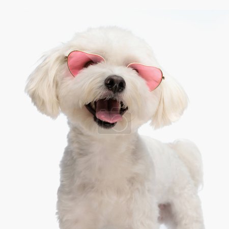 Photo for Sweet bichon dog with heart sunglasses panting with tongue exposed while standing on white background - Royalty Free Image