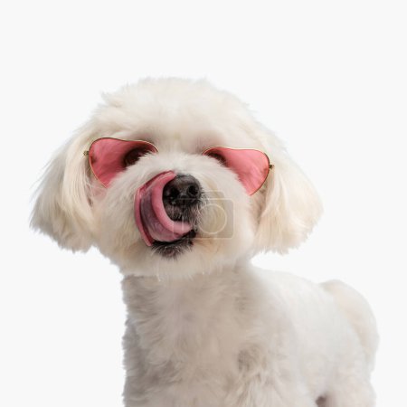 Foto de Adorable perro bichon con gafas de sol corazón sobresaliendo lengua y lamiendo nariz delante de fondo blanco en estudio - Imagen libre de derechos