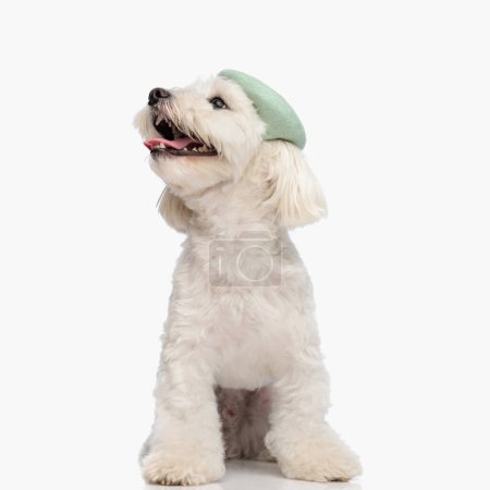 Photo for Beautiful bichon dog with french beret looking up and panting while being excited and sitting on white background in studio - Royalty Free Image