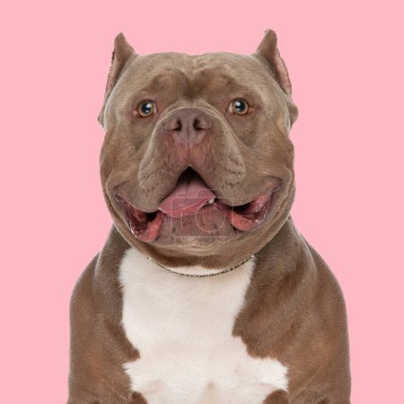 Foto de Lindo americano bravucón perro mirando hacia adelante, sobresaliendo lengua y jadeando mientras sentado delante de rosa fondo en estudio - Imagen libre de derechos