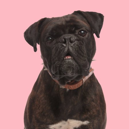Photo for Cute boxer dog with collar looking up and being curious while sitting in front of pink background in studio - Royalty Free Image