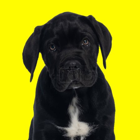 Photo for Beautiful small cane corso puppy looking up and sitting in front of yellow background - Royalty Free Image