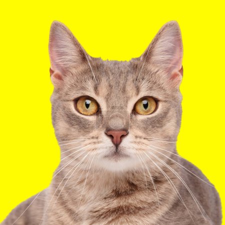 Foto de Retrato de hermoso gato tabby acostado y mirando hacia adelante sobre fondo amarillo en estudio - Imagen libre de derechos