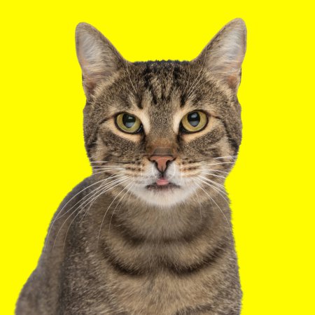 Foto de Adorable gato tabby mirando hacia adelante y sobresaliendo lengua mientras sentado delante de amarillo fondo - Imagen libre de derechos