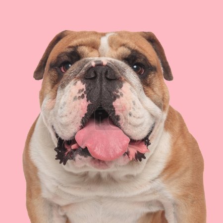 Foto de Dulce bulldog inglés sobresaliendo lengua y jadeando mientras mira hacia adelante y sentado delante de fondo rosa - Imagen libre de derechos