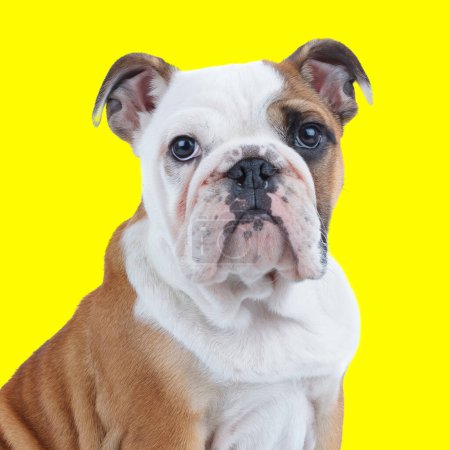 Foto de Imagen vista lateral de adorable perro bulldog inglés mirando hacia arriba y sentado delante de fondo amarillo - Imagen libre de derechos