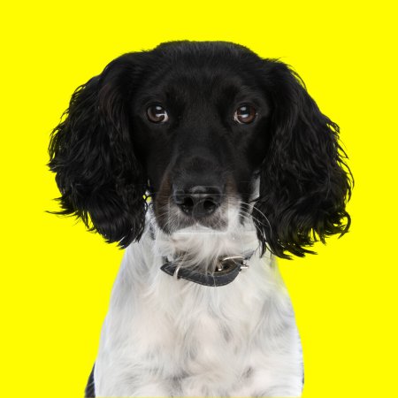 Foto de Hermoso inglés springer spaniel perro con cuello mirando hacia adelante y sentado delante de fondo amarillo - Imagen libre de derechos
