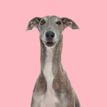 Téléchargez les photos : Adorable chien de lévrier assis et regardant vers l'avant devant fond rose - en image libre de droit