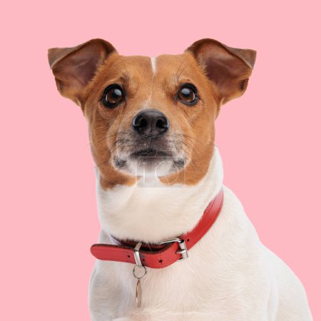 Photo for Portrait of precious jack russell terrier dog with red collar sitting and looking up in front of pink background - Royalty Free Image