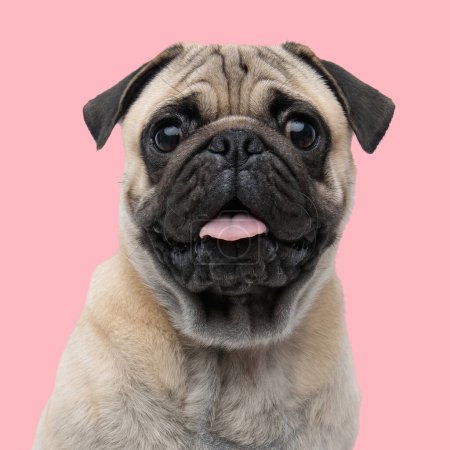 Photo for Sweet little pug puppy sticking out tongue, panting and looking forward while sitting in front of pink background in studio - Royalty Free Image