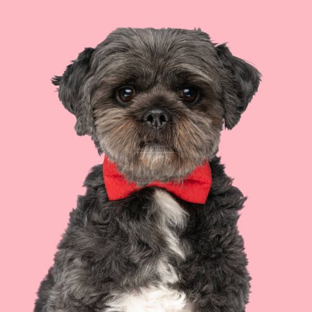 Téléchargez les photos : Sweet litte shih tzu chien avec noeud papillon rouge assis et regardant vers l'avant devant fond rose - en image libre de droit