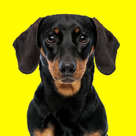 Téléchargez les photos : Beau teckel teckel teckel dachshund chien regardant devant et assis sur fond jaune en studio - en image libre de droit