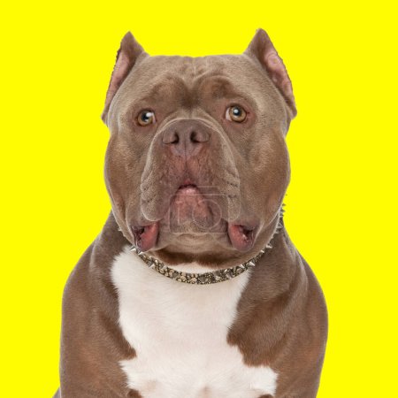 Téléchargez les photos : Mignon chien tyran américain avec collier regardant vers l'avant et assis sur fond jaune - en image libre de droit