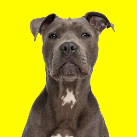 Téléchargez les photos : Beau chien amstaff assis et impatient devant fond jaune - en image libre de droit