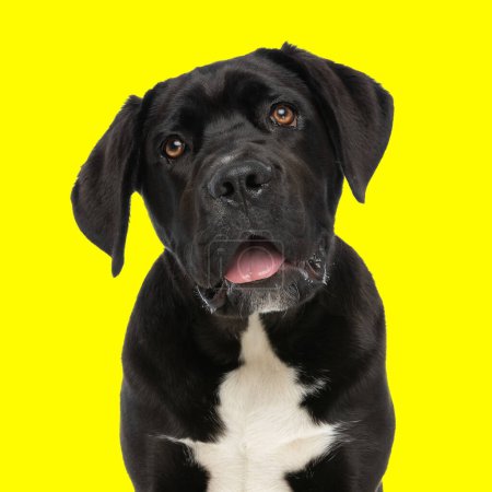 Photo for Sweet little cane corso puppy sticking out tongue and panting while looking up and sitting in front of yellow background - Royalty Free Image